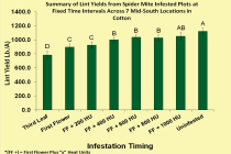 Terminating Spider Mite Applications in Cotton