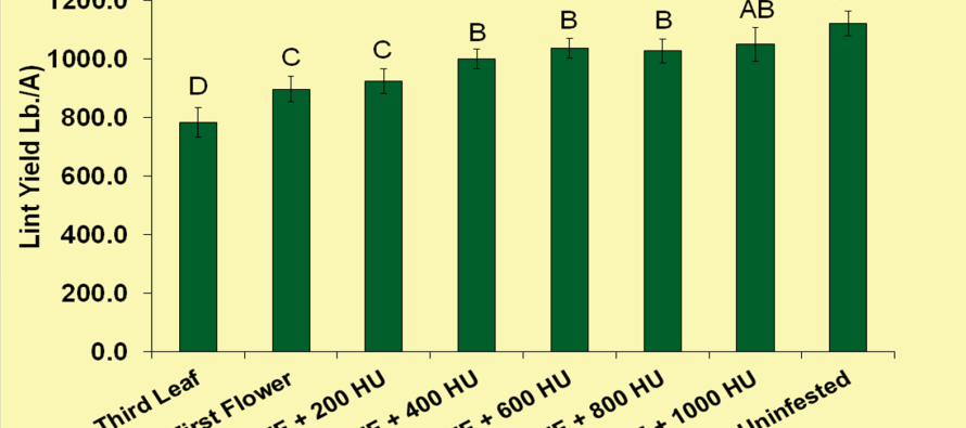 Terminating Spider Mite Applications in Cotton