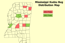 Kudzu Bug Finds in Mississippi Increasing