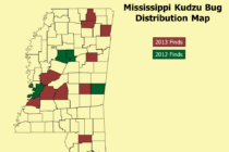 Mississippi Kudzu Bug Update: 7/12/2013