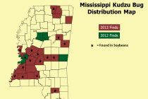 Mississippi Kudzu Bug Update: 8/14/2013
