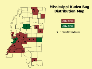 Mississippi Kudzu Bug Distribution Map 8_14_13