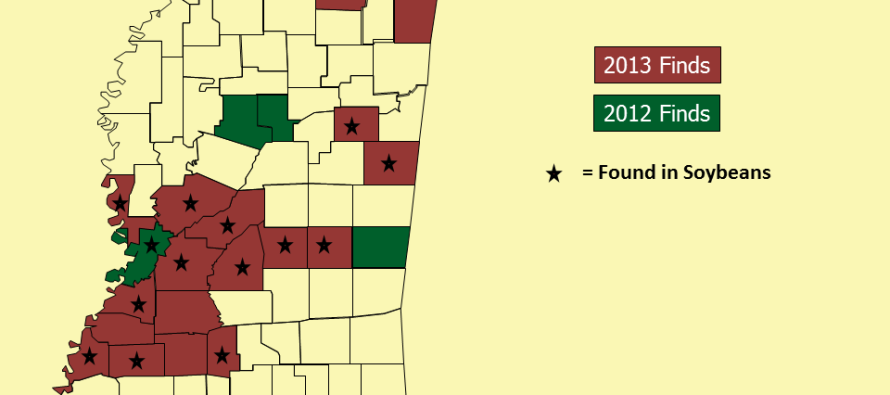 Mississippi Kudzu Bug Update: 8/14/2013