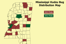 Kudzu Bug Update: 8/3/2013