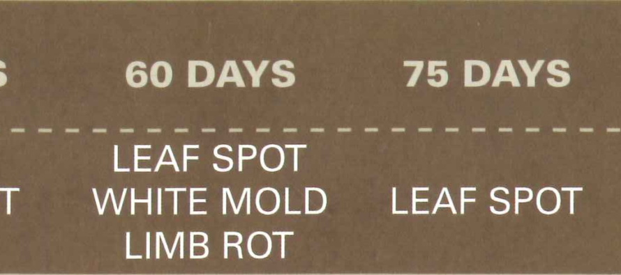 Early Leaf Spot of Peanut