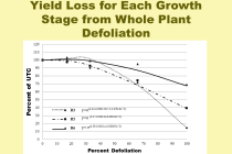 Yield Loss from Defoliators in Soybean and Insecticide Termination