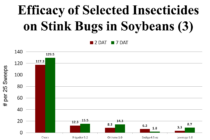 Stink Bugs Picking Up in Soybeans