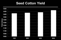 Cotton Re-Plant Decisions – Plant Populations
