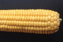 Identifying Corn Reproductive Growth Stages and Management Implications