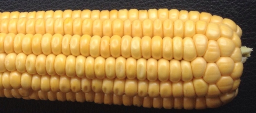 Identifying Corn Reproductive Growth Stages and Management Implications