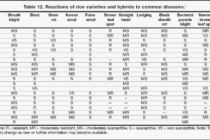 Rice Leaf Blast Confirmed in Mississippi