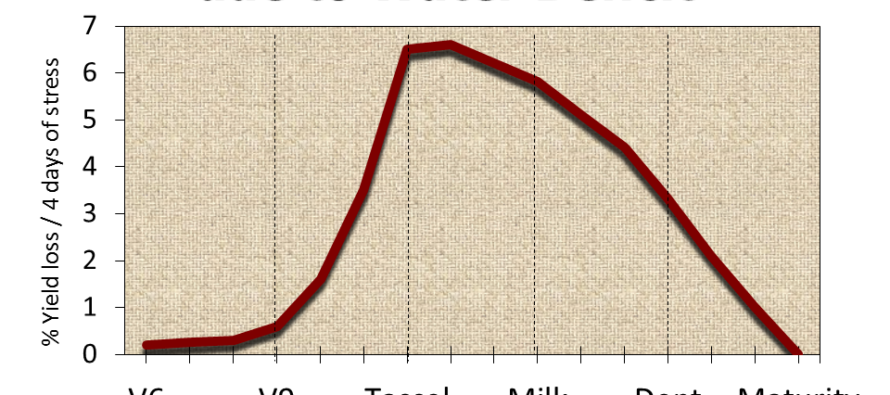 Will We Need to Irrigate Our Corn Again?