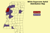 Treating White Sugarcane Aphid: Decision Aid