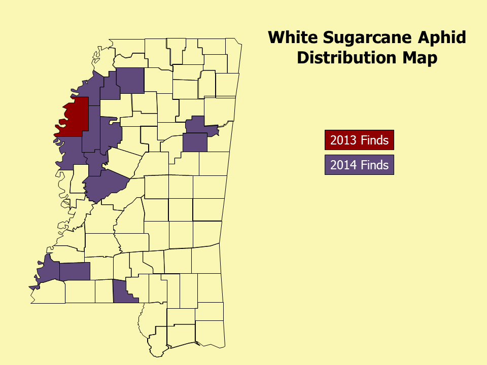 White Sugarcane Aphid Distribution Map 7_13_15
