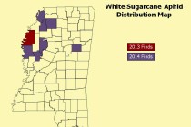 White Sugarcane Aphid Update and Impact on Midge Applications