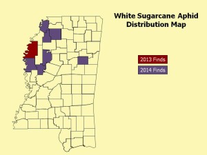 Distribution of White Sugarcane Aphid in Mississippi as of July 11, 2014.