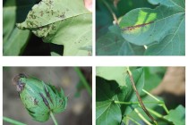 Scouting Cotton for Bacterial Blight in 2014