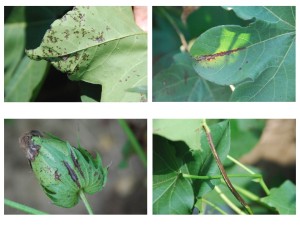 Bacterial blight of cotton can produce several different symptoms on plant parts.  Leaves, bracts and petioles all can exhibit symptoms of the disease.