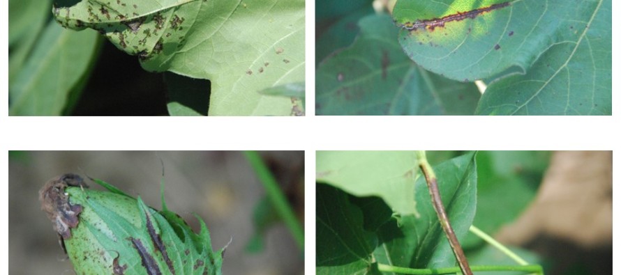 Scouting Cotton for Bacterial Blight in 2014