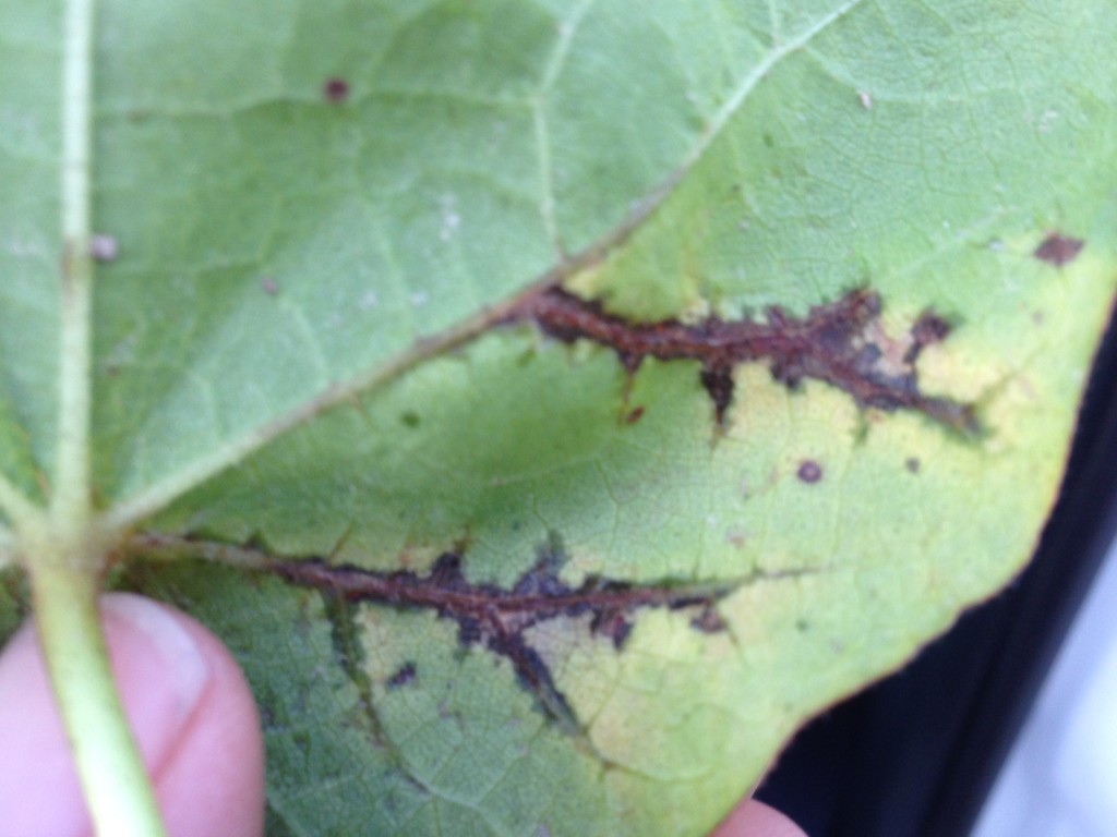 Scouting Cotton for Bacterial Blight in 2014 Mississippi Crop Situation
