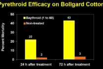 Bollworms in Dual Gene Bt Cotton: Control and Expectations