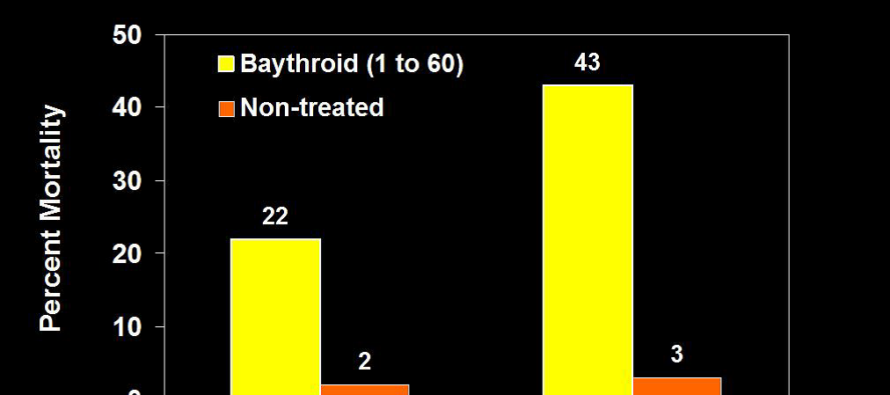 Bollworms in Dual Gene Bt Cotton: Control and Expectations