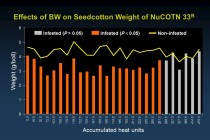 When to Terminate Bollworm Sprays in Late Season Bt Cotton