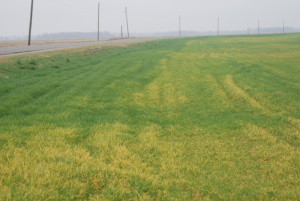 General yellow wheat field appearance that follows standing water or extended periods of cold weather.  Fields with this general appearance should be carefully scouted since the yellow plants can be confused with disease symptoms.