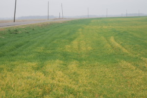 General yellow wheat field appearance that follows standing water or extended periods of cold weather. Fields with this general appearance should be carefully scouted since the yellow plants can be confused with disease symptoms.