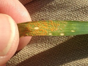 Stripe rust will appear on infected wheat plants in more of a clump than have the more traditional "stripe" pattern.