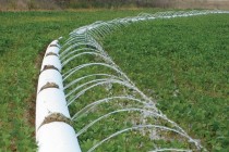 Soybean Irrigation (Podcast)