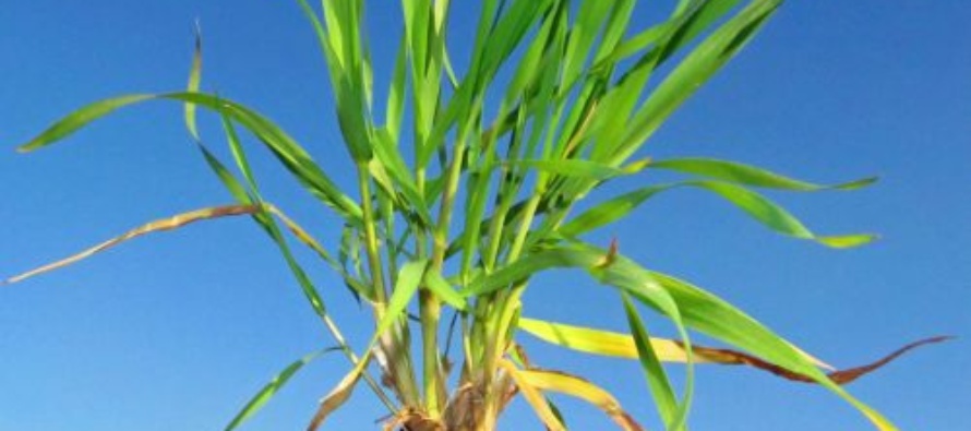 2015 Spring Nitrogen Fertilizer Recommendations for Wheat
