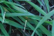 Scouting and Managing Wheat Stripe Rust Infection at Tillering Stages