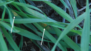 Stripe rust at the tillering growth stage can be obscured more deeply in the canopy by developing foliage.