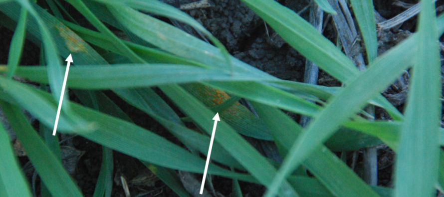 Scouting and Managing Wheat Stripe Rust Infection at Tillering Stages