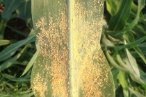 Management Guidelines for Sugarcane Aphids in MS Grain Sorghum 2015