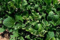 Auxin Herbicide Plantback Restrictions