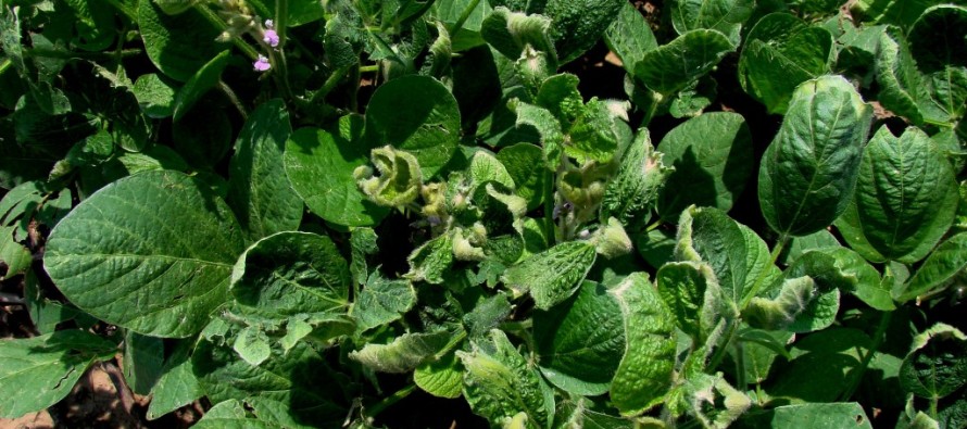 Auxin Herbicide Plantback Restrictions