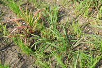 Early-season Weed Control in Mississippi Rice