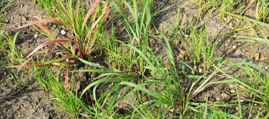 Early-season Weed Control in Mississippi Rice