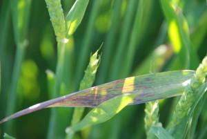 The more often observed symptom associated with BYDV, purpling flag leaves. Ranges of color can develop on the flag leaf from yellow to purple to almost orange.