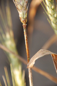 Stem rust. Note the rust pustules on the physical stem of the wheat plant.