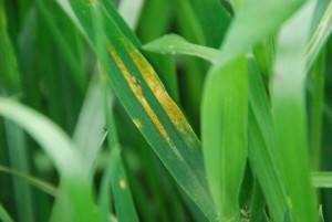 Stripe rust. Note the elongating "stripe". In some instances pustules will not be present on the entire length of the stripe.