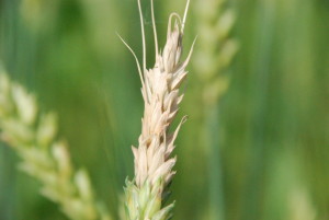 Fusarium head blight (FHB or scab) can occur on a part of a wheat head and not the entire head. A pink hue, caused by fungal sporulation, is oftentimes indicative of FHB. However, note that other issues can result in white heads as well.
