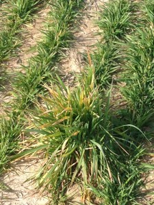 Volunteer wheat plant likely infected with Barley yellow dwarf virus. Note the overall yellow appearance of the plant next to green "new" wheat plants.