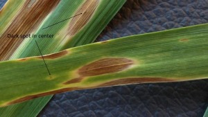 Tan spot of wheat. Note the yellow halo around the lesion as well as the dark spot in the center denoted by the arrow.