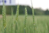 Wheat Disease Update: April 24, 2015