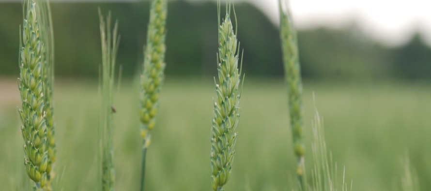 Wheat Disease Update: April 24, 2015
