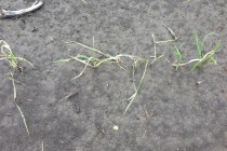 Off-target Herbicide Movement to Rice