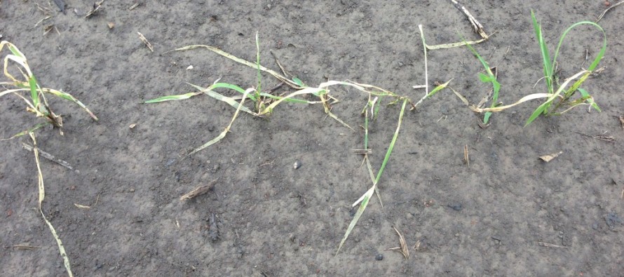 Off-target Herbicide Movement to Rice